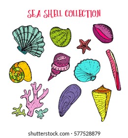 Sea shell hand drawn collection. Vector stock illustration. Colored sketch. 