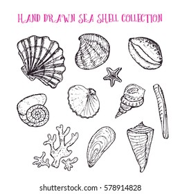 Sea shell hand drawn collection. Vector stock illustration. Black and white sketch