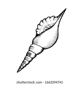 Sea shell hand drawn doodle outline. Inhabitant of the seabed, cockleshell for logo, icons, postcards, tattoo. Stock vector illustration isolated on white background.