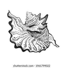 Sea shell hand drawn doodle outline sketch in gray black halftones. Amazing inhabitant of the seabed, cockleshell for logo, icons, postcards. Stock vector illustration isolated on white background. 