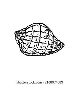 Sea shell, hand-drawn in sketch style. Decor element. White background. Grape snail. Isolated. Sea creatures. Summer. Ocean. Flat design. Vector simple illustration.