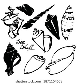 Sea shell ink set. Hand drawn mollusc nautilus silhouette. Striped black element of water marine for visit card  scrapbooking. Vintage holidays