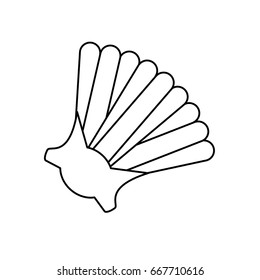 Sea shell isolated