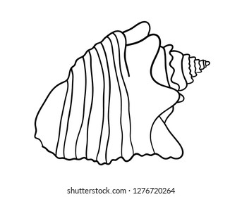 sea shell isolated on white background set, vector illustration