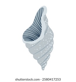 Sea shell isolated on white background