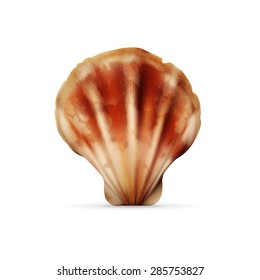 Sea shell isolated on white. EPS10 vector