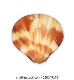 Sea shell isolated on white. EPS10 vector
