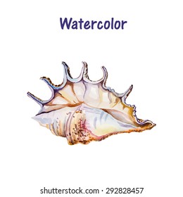 sea shell isolated on white
