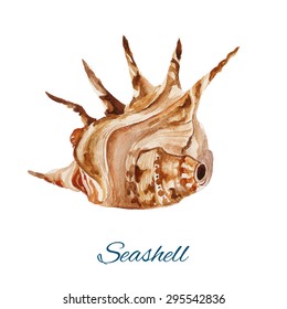 Sea Shell Isolated, watercolor painting on white background