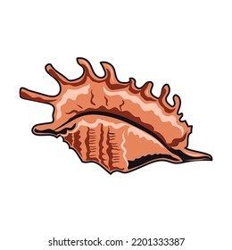 Sea shell. Maritime and nautical element illustration. Vintage design with sea animals, ship, wave, anchor, pipe and bell isolated vector. Marine objects and accessories
