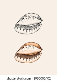 Sea shell or mollusca different forms. Engraved hand drawn in old sketch, vintage style. Nautical or marine, monster or food. animals in the ocean.