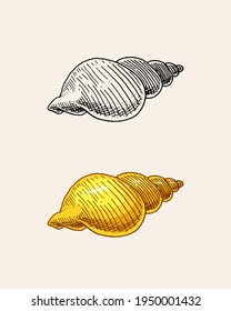 Sea shell or mollusca different forms. Engraved hand drawn in old sketch, vintage style. Nautical or marine, monster or food. animals in the ocean.