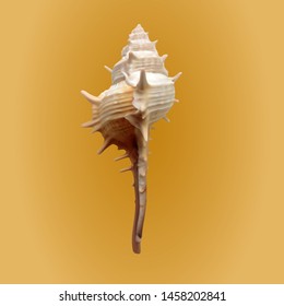 sea shell murex on a yellow background