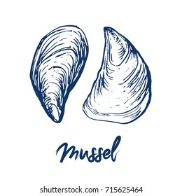 sea shell mussel hand ink drawn sketch outline on white background stock vector illustration 