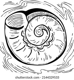 Sea shell natural beauty from ocean beach treasure collection. Summer time vacation mood. Aquarium exotic tropical decoration. Hand drawn boho retro vintage vector illustration. Old style line drawing
