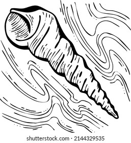 Sea shell natural beauty from ocean beach treasure collection. Summer time vacation mood. Aquarium exotic tropical decoration. Hand drawn boho retro vintage vector illustration. Old style line drawing