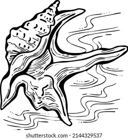 Sea shell natural beauty from ocean beach treasure collection. Summer time vacation mood. Aquarium exotic tropical decoration. Hand drawn boho retro vintage vector illustration. Old style line drawing