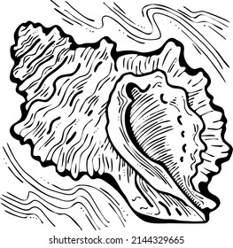 Sea shell natural beauty from ocean beach treasure collection. Summer time vacation mood. Aquarium exotic tropical decoration. Hand drawn boho retro vintage vector illustration. Old style line drawing