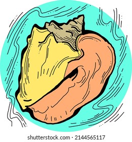 Sea shell natural beauty from ocean beach treasure collection. Summer time vacation mood. Aquarium exotic tropical decoration. Hand drawn boho retro vintage vector illustration. Old style drawing.