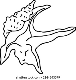 Sea shell natural beauty from ocean beach treasure collection. Summer time vacation mood. Aquarium exotic tropical decoration. Hand drawn vector illustration. Simple line drawing.
