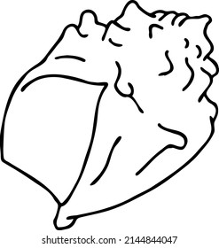 Sea shell natural beauty from ocean beach treasure collection. Summer time vacation mood. Aquarium exotic tropical decoration. Hand drawn vector illustration. Simple line drawing.