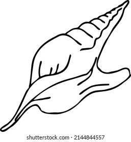 Sea shell natural beauty from ocean beach treasure collection. Summer time vacation mood. Aquarium exotic tropical decoration. Hand drawn vector illustration. Simple line drawing.