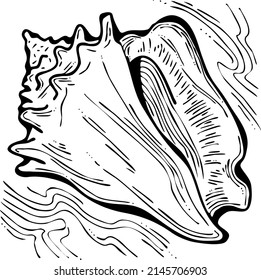 Sea shell natural beauty from ocean beach treasure collection. Summer time vacation mood. Aquarium exotic tropical decoration. Hand drawn boho retro vintage vector illustration. Old style line drawing