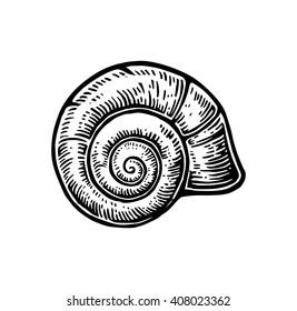 Sea shell nautilus. Black engraving vintage illustration. Isolated on white background.