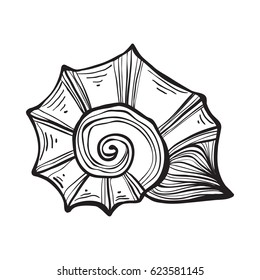 Sea shell nautilus. Black engraving vintage illustration.