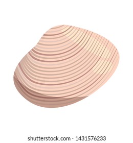 sea shell on white background