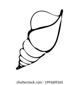 sea shell on white background