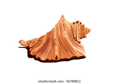 sea shell on white background