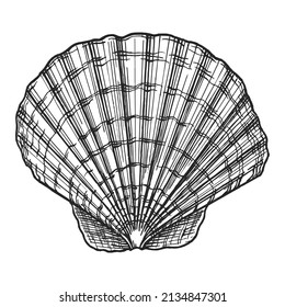 Sea shell outline hand-drawn sketch. Marine shell doodle illustration. Seashell line art drawing. Monochrome outlines isolated on white background. Wildlife sketch for posters, decoration and print.