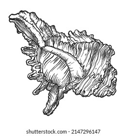 Skizze in der Muschel, handgezeichnet. Muscheldoodle-Illustration. Zeichnen der Linie Seashell. Monochrome Linien einzeln auf weißem Hintergrund. Tierskizze für Poster, Dekoration und Druck.