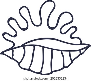 Sea shell outline vector art and illustration