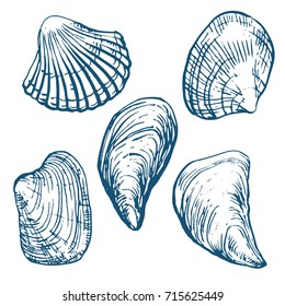 sea shell, oyster and mussel set ink drawn sketch outline on white background stock vector illustration coloring book page
coloring book page