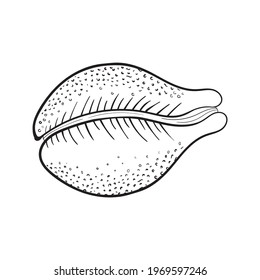 Sea shell pearl line art. Summer time beach shell. Vector hand drawn seashell. Nature ocean sketch mollusk. Water marine exotic animal, Scallop underwater tropical cockleshell.