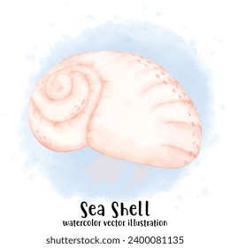 Sea Shell, Pearl Shell, Shell, watercolor vector, illustration
