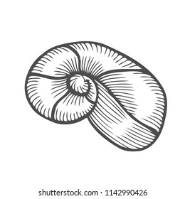 Sea shell Scallop. Black engraving vintage illustration. Isolated on white background
