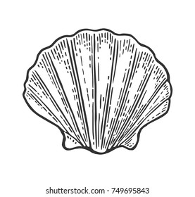 Sea shell Scallop. Black engraving vintage illustration. Isolated on white background