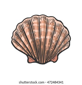 Sea shell Scallop. Color engraving vintage illustration. Isolated on white background