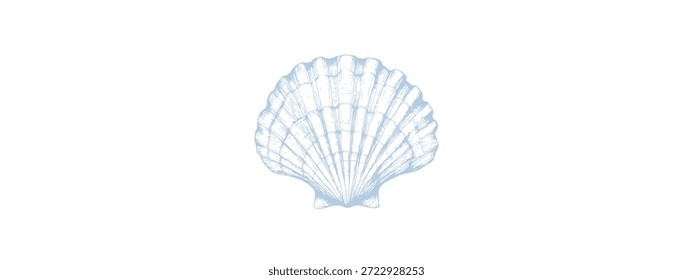 Sea shell Scallop vctor drawing graphic design. Download it now