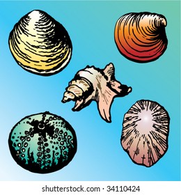sea shell set