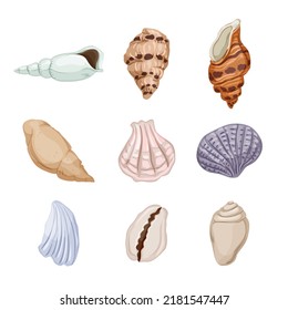 sea shell set cartoon. beach seashell, summer ocean, marine conch, snail clam, decoration sea shell vector illustration