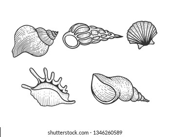 Sea shell set sketch engraving vector illustration. Scratch board style imitation. Black and white hand drawn image.