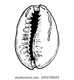Esbozo de concha de mar dibujado a mano. Gastropodo de moneda de Chipre. Conchas de concha marina. Recuerdo de vacaciones de verano en la playa. Ilustración gráfica de Vector. Caracol de porcelana de almeja.