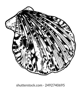 Sea Shell Skizze von Hand gezeichnet. Kammmuschel. Zweischalige Muscheln von Meerestieren, Muscheln. Souvenir aus dem Sommerurlaub am Strand. Grafik-Illustration der Vektorgrafik.