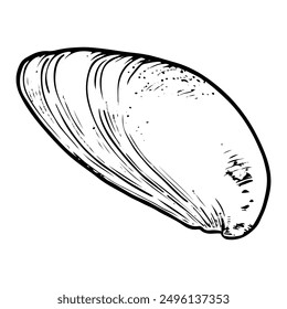 Muschel Skizze handgezeichnet. Tellina tenuis elasmobranch Muschel. Die Muschelschalen der Meeresmuschel. Souvenir aus dem Sommerurlaub am Strand. Vektorgrafik-Illustration.