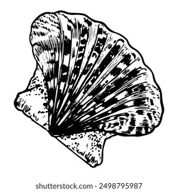 Muschel Skizze handgezeichnet. Jakobsmuschel. Muschelschalen der Meerestiere, Muschelmuschel. Souvenir aus dem Sommerurlaub am Strand. Vektorgrafik-Illustration.