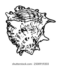 Sea shell sketch hand drawn. Murex Trapa is gastropod. Shells of marine seashell. Snail clam. Souvenir from summer holiday on the beach. Vector graphics illustration.